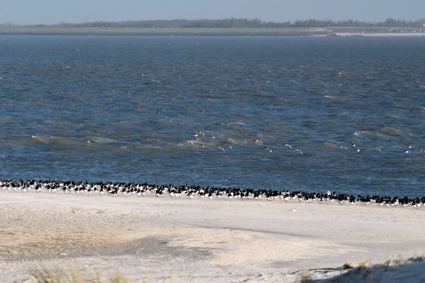 Frizce kuşlarda Beach Amrum Almanya'da ada — Stok fotoğraf