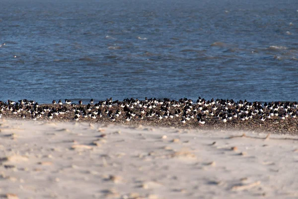 Oiseaux sur la plage de l'île de Amrum en Frise du Nord en Allemagne — Photo