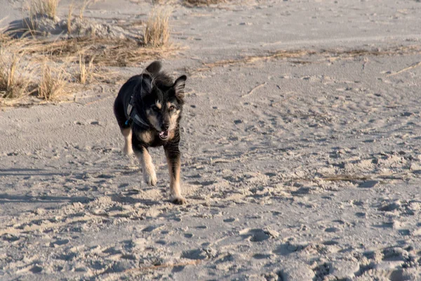 Perro en una playa del Mar del Norte — Foto de Stock