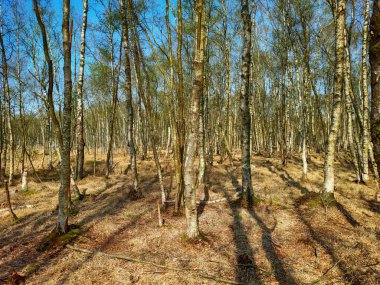 Almanya 'nın kuzeyinde Schleswig-Holstein eyâletinde Kaltenhofer Moor
