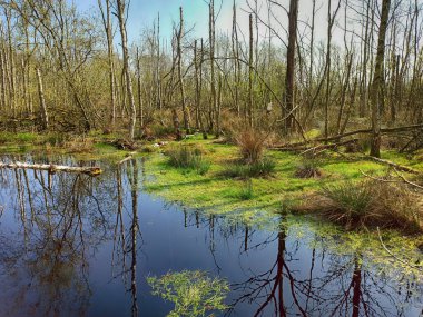 Almanya 'nın kuzeyinde Schleswig-Holstein eyâletinde Kaltenhofer Moor