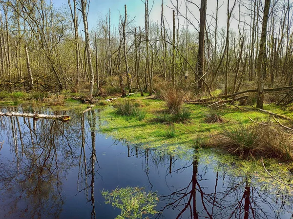 Kaltenhofer Moor Schleswig Holstein — Stockfoto