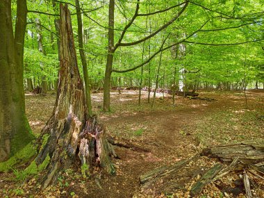 Almanya 'nın kuzeyinde Schleswig-Holstein eyâletinde Kaltenhofer Moor