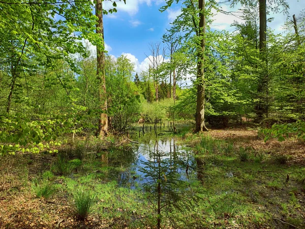 Kaltenhofer Moor Schleswig Holstein Alemania — Foto de Stock