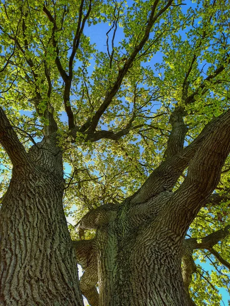 德国石勒苏益格 荷尔斯泰因的老橡树 — 图库照片