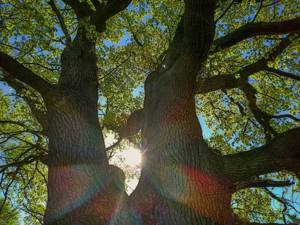 Old Oak Schleswig Holstein Germany — Stock Photo, Image