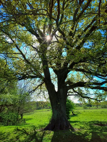 Old Oak Schleswig Holstein Germany — Stock Photo, Image