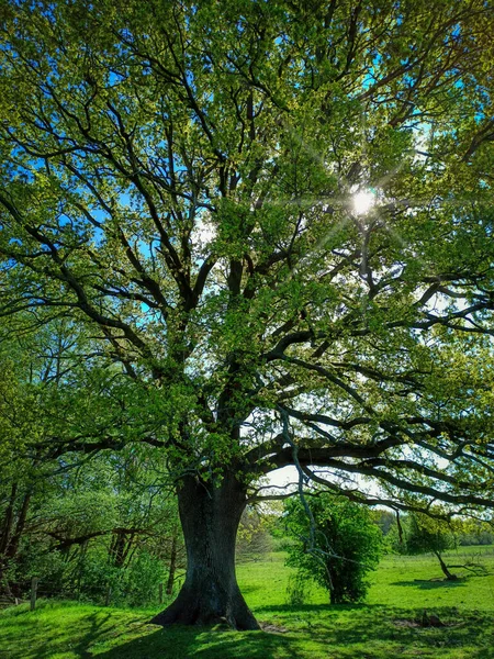 Almanya Nın Kuzeyinde Schleswig Holstein Old Oak — Stok fotoğraf