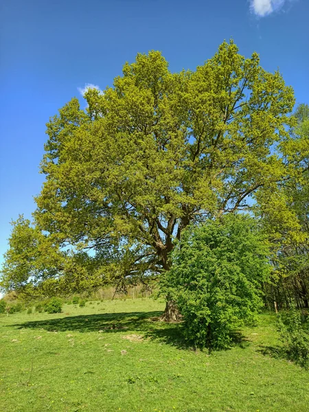 德国石勒苏益格 荷尔斯泰因的老橡树 — 图库照片