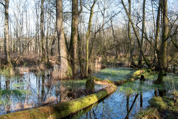 Kaltenhofer Moor Schleswig Holstein Germany — Stock Photo, Image