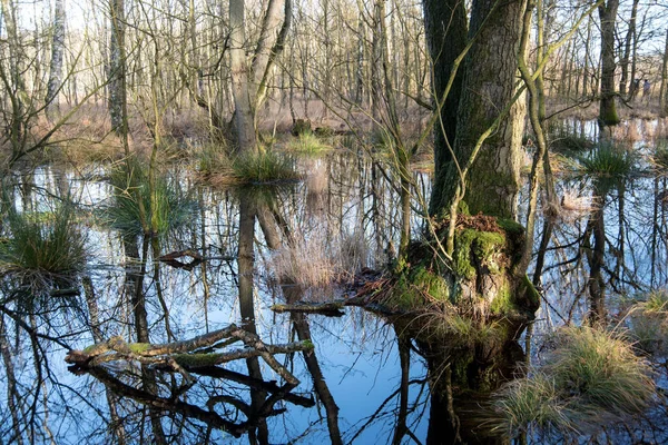 Kaltenhofer Moor Nello Schleswig Holstein Germania — Foto Stock