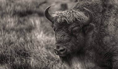 Zubr (buffalo/bizon kadeh BW)