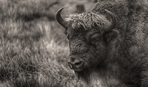Shot Zubr Buffalo Bison — Stock Photo, Image