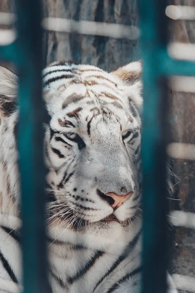 stock image White tiger in Minsk zoo