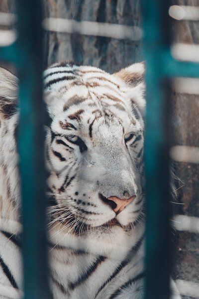 White tiger in Minsk zoo