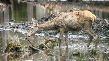 Nehir geyik kokla çalışın