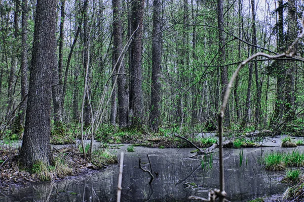 Marais Dans Parc National Belovezhskaya Puscha — Photo