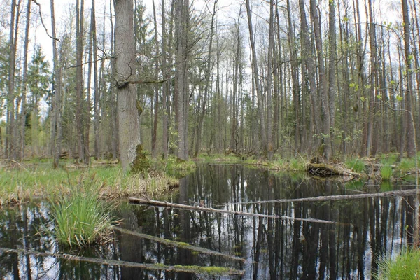 Marais Dans Parc National Belovezhskaya Puscha — Photo