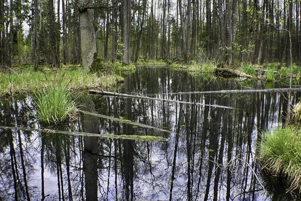 Marais Dans Parc National Belovezhskaya Puscha — Photo