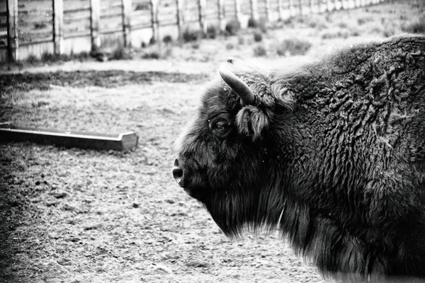 Cabeza Zubr Reserva — Foto de Stock