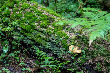 Düşmüş kütükler yeşil yosunlarla kaplanmış.