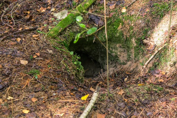 Trou Renard Dans Forêt — Photo