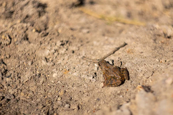 Brown Frog Early Spring Winter — Stock Photo, Image
