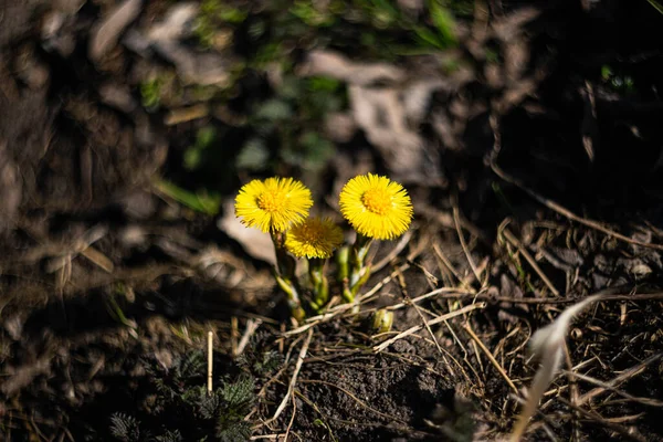 Kıştan sonraki ilk tay çiçeği.