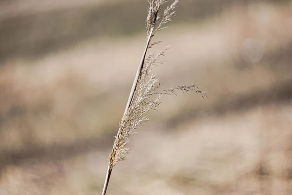 Dry Grass Long Stalk — Stock Photo, Image