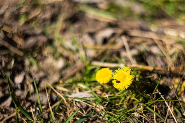 冬の後の最初のコルツ足の花 — ストック写真