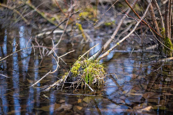 Hillock Grass Swamps — Stock Photo, Image
