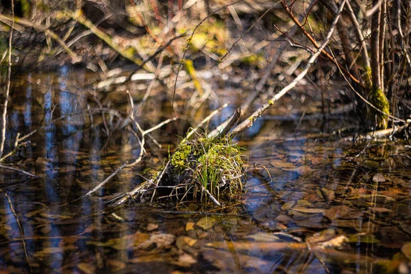 沼に草があるヒロック — ストック写真