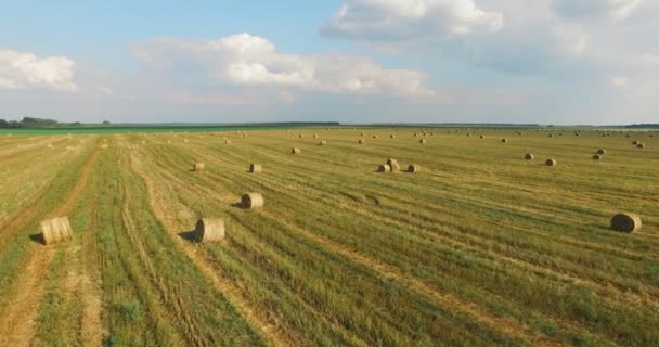 Voo sobre trigo de colheita ou campo de centeio com fardos de palha stook. Colheita agricultura fazenda rural aérea 4k vídeo fundo. Conceito de produção de pão. — Vídeo de Stock