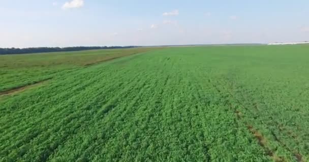 Groen veld en bewolkte lucht — Stockvideo