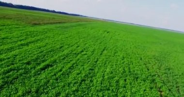 Büyük yeşil alan Yüksek kaliteli görüntüler