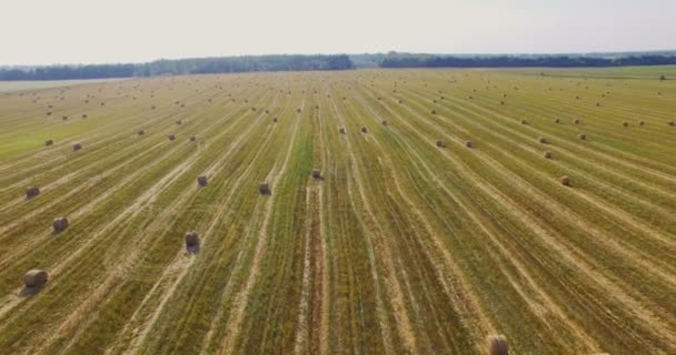 Vista aérea desde el dron de una pequeña planta de cacahuete en campo y torre de alto voltaje. Tierra, verde . — Vídeo de stock