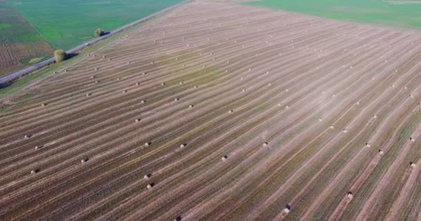 Vista aérea desde el dron de una pequeña planta de cacahuete en campo y torre de alto voltaje. Tierra, verde . — Vídeo de stock