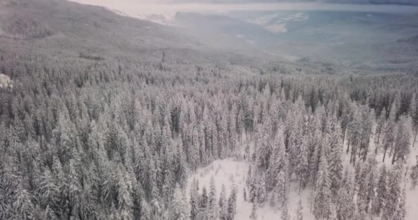 Vista aérea de un bosque nevado con pinos altos — Vídeos de Stock