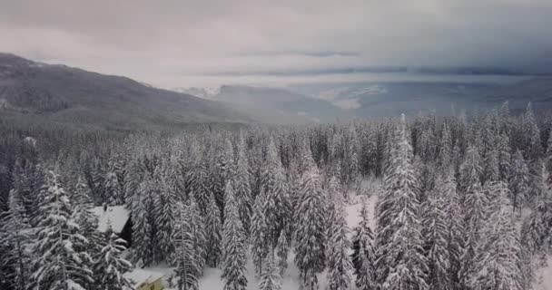 Vista aérea de uma floresta nevada com pinheiros altos — Vídeo de Stock