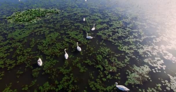 Група лебедів в озері — стокове відео