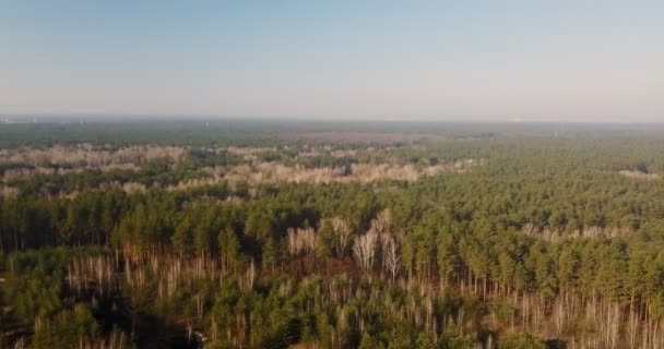 Vista aérea de uma exuberante floresta verde ou floresta — Vídeo de Stock