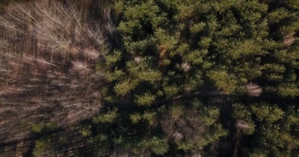 Flygfoto över en lummig grön skog eller skog — Stockvideo