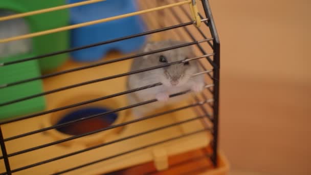 Hamster trapped in a cage biting the bars desperate to get out — Stock Video