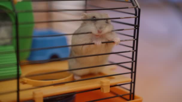 Hamster trapped in a cage biting the bars desperate to get out — Stock Video