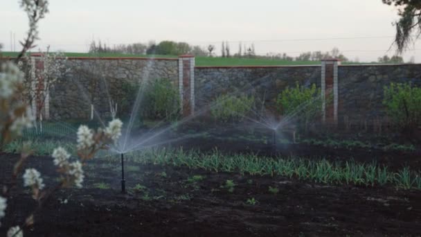 Ogród, podwórko, trawnik, automatyczny system nawadniania trawy — Wideo stockowe