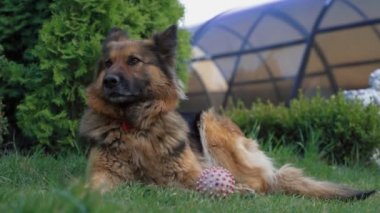 Şirin köpek çimlerin üzerinde yatıyor.