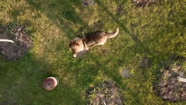 Pes skáče s vyplazeným jazykem: výstřel z bezpilotního letounu — Stock video