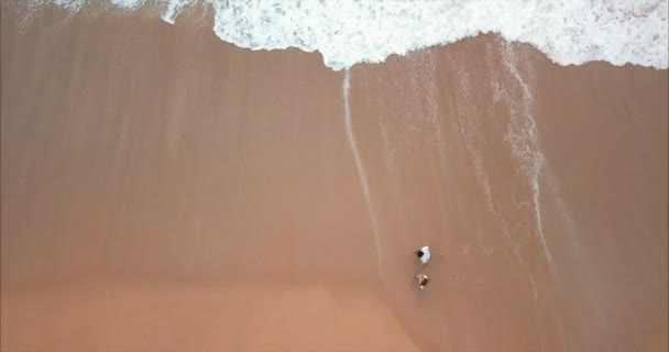 A young couple walks along the ocean, walks along the golden sand, their legs hugs the ocean, a frame from a drone — Stock Video