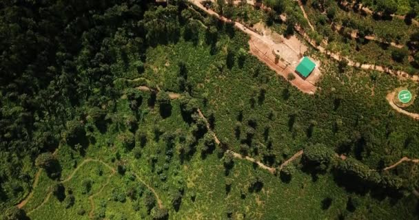 Montaña de té verde en un día soleado, plantación de té fondo natural . — Vídeo de stock