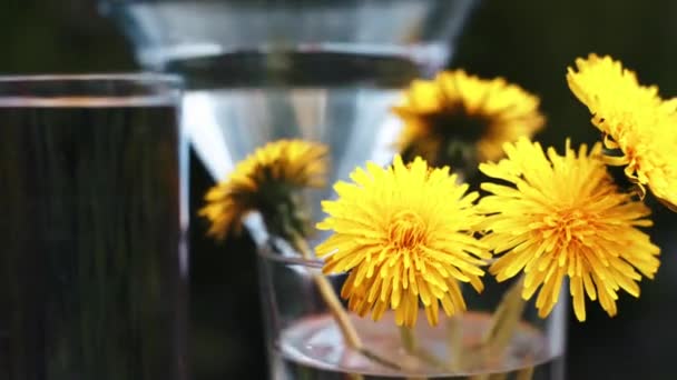 Sárga pitypangok egy pohár víz hátterén tavasszal. Gyönyörű sárga pitypang virágok — Stock videók